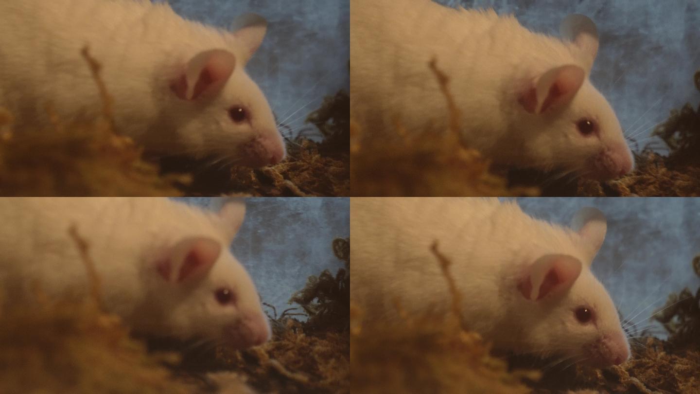 实验用小白鼠白老鼠饲料鼠 (3)