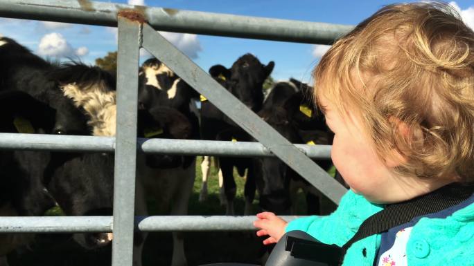 看奶牛的小女孩牛舍牛圈喂养饲养项目三农