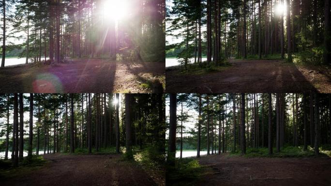 穿越背光森林照射树林树木湖景树干