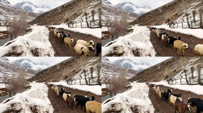 雪中行走的羔羊群山村山区农民放羊牧羊山羊