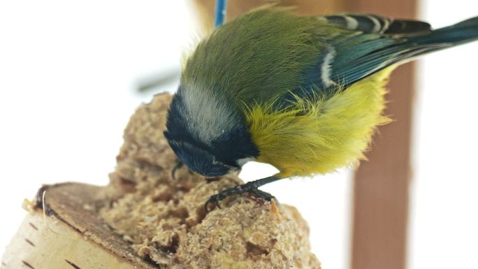 蓝山雀吃鸟肥球蛋糕