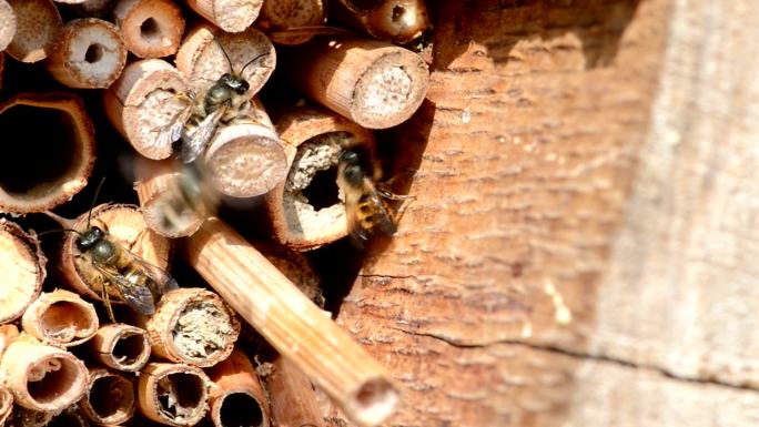 野生蜜蜂蜂群天敌食物花粉蜜源蜂蜜