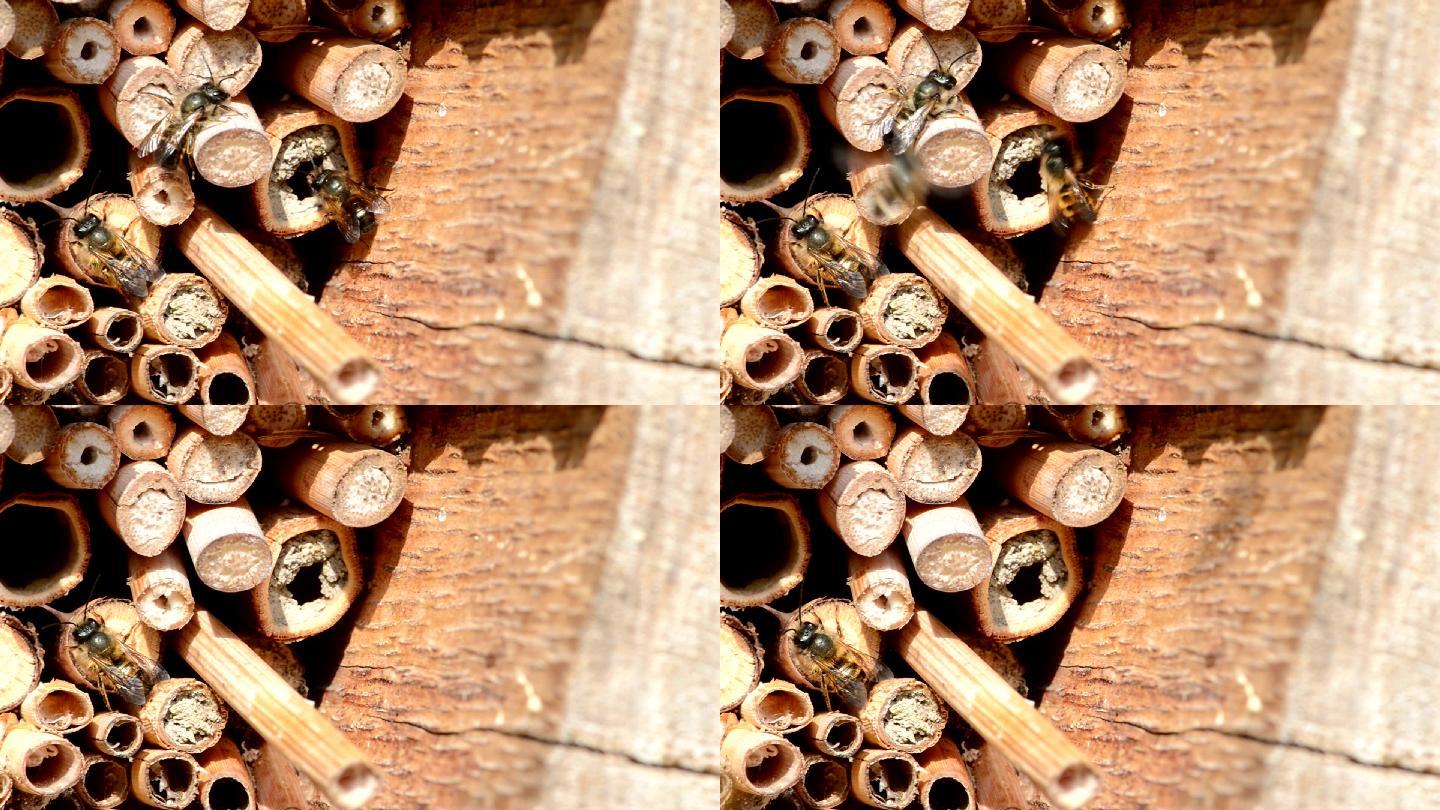 野生蜜蜂蜂群天敌食物花粉蜜源蜂蜜