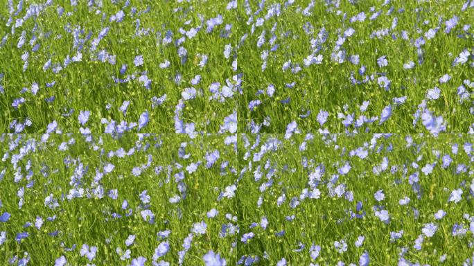 科特迪瓦的亚麻地微风植被花儿
