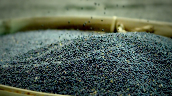 【新】油菜籽丰收特写和生产