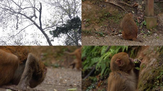 黔灵山上短尾猴