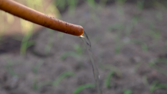 洋葱芽浇水视频素材温室种植节水喷水器