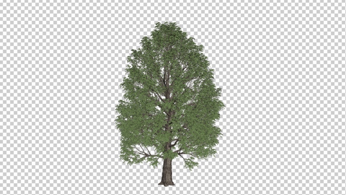 可换背景树木生长动画视频素材