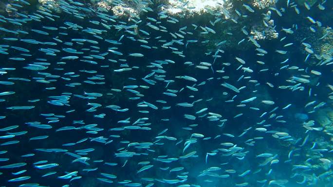 一大群小鱼在珊瑚礁背景的水面下游动。