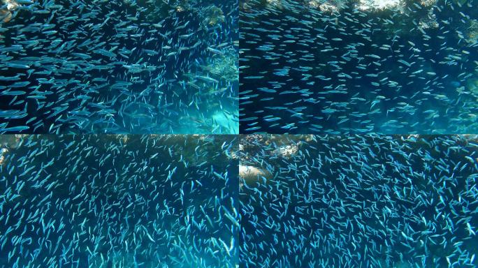 一大群小鱼在珊瑚礁背景的水面下游动。