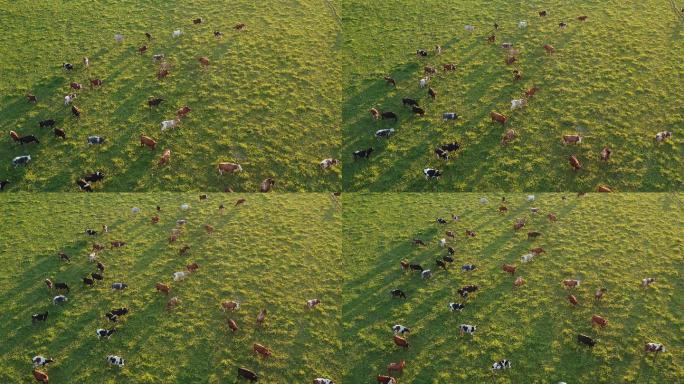 大型奶牛在绿色的夏季草地上放牧