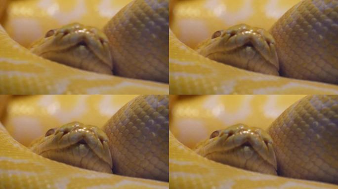 盘在一起的蟒蛇黄金蟒特写舌头蛇皮 (1)