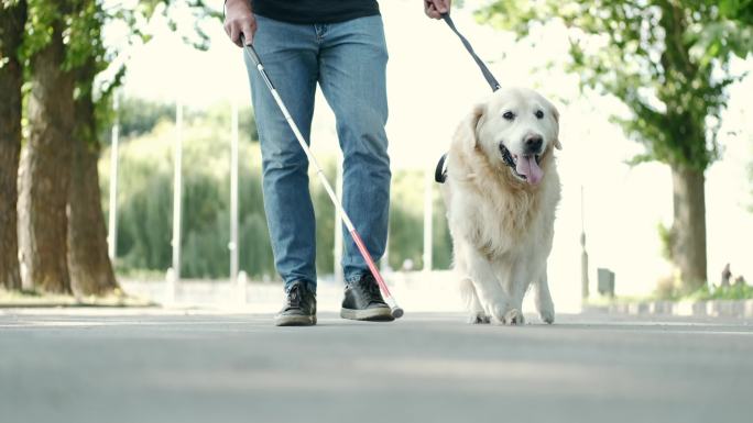 盲人带着导盲犬在公园散步