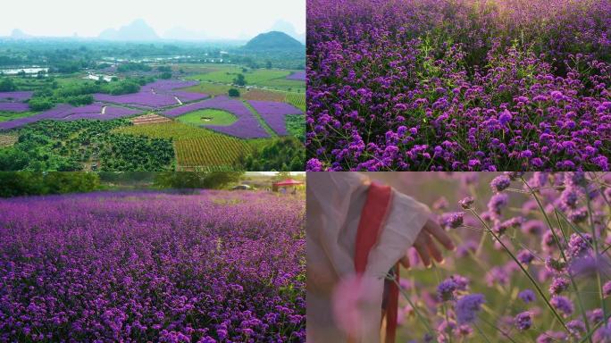 柳叶马鞭草 4k 航拍花海春季夏季