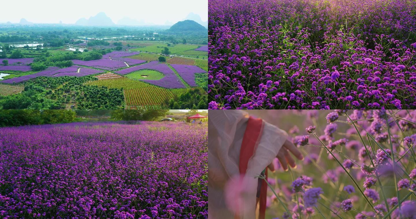 柳叶马鞭草 4k 航拍花海春季夏季