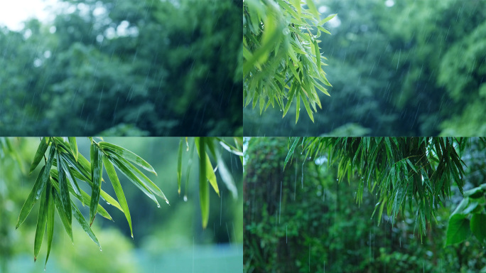 雨清明谷雨竹叶雨水下雨