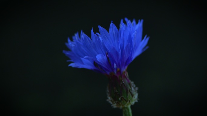 蓝色矢车菊实拍展示特写空镜花朵