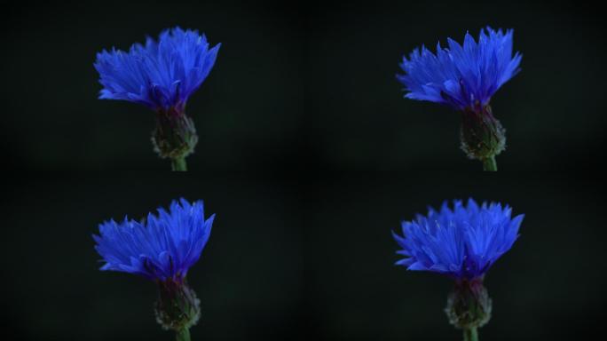 蓝色矢车菊实拍展示特写空镜花朵