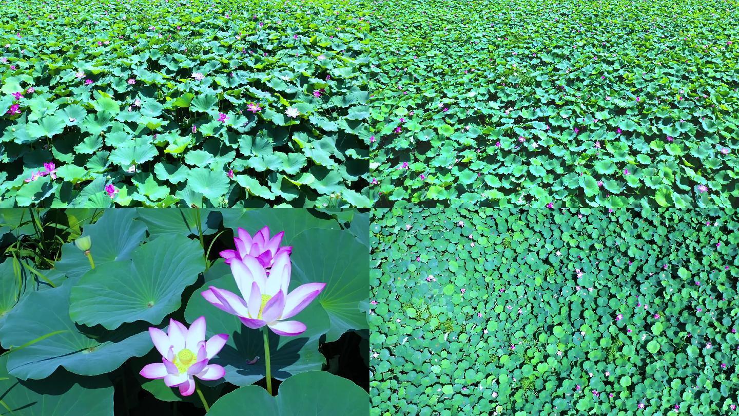 【原创】航拍荷花 荷叶