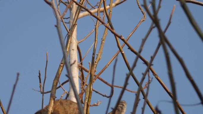 树上的猫猎鸟。爬树树枝枝头树杈冬季