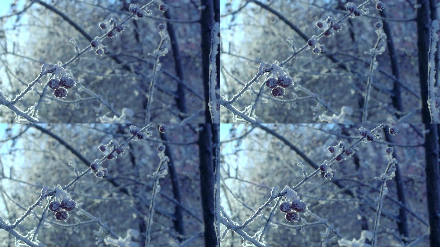 覆盖着白霜的树枝和浆果