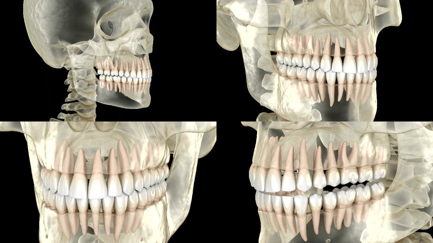 X光中的人头。医学上精确的3D动画