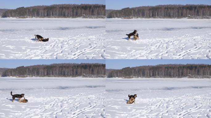 雪地上玩耍的小狗雪地里的小狗雪后晴天小狗