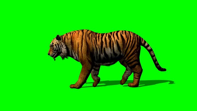 绿色背景前的老虎