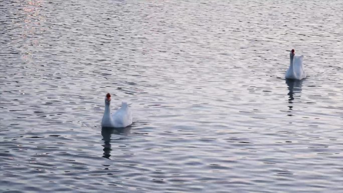 龙潭公园湖面上的大鹅