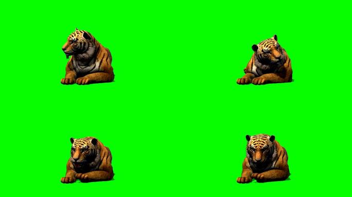 老虎躺着环顾四周——绿色屏幕