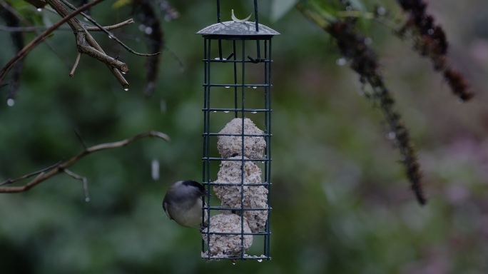 雄性黑帽从冬季花园的鸟食器中进食