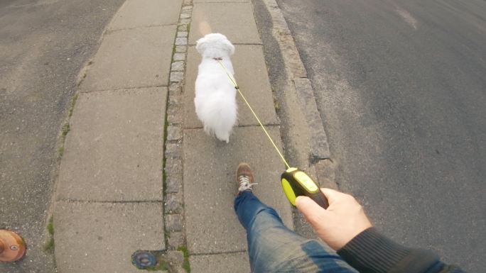 遛狗的男人宠物遛狗牵引绳街道可爱悠闲的生