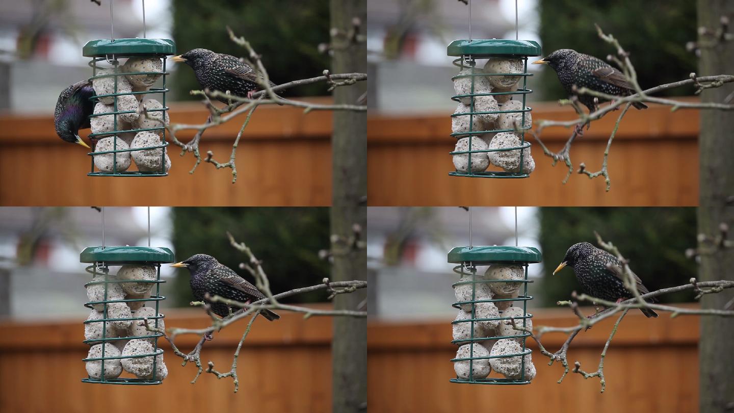 吃食的小鸟实拍视频素材