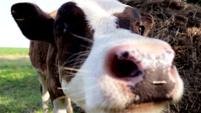 牧场上的小牛产地基地产业饲养养殖畜牧牛犊