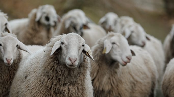 一群羊站在田野上羊舍羊圈喂养饲养项目三农
