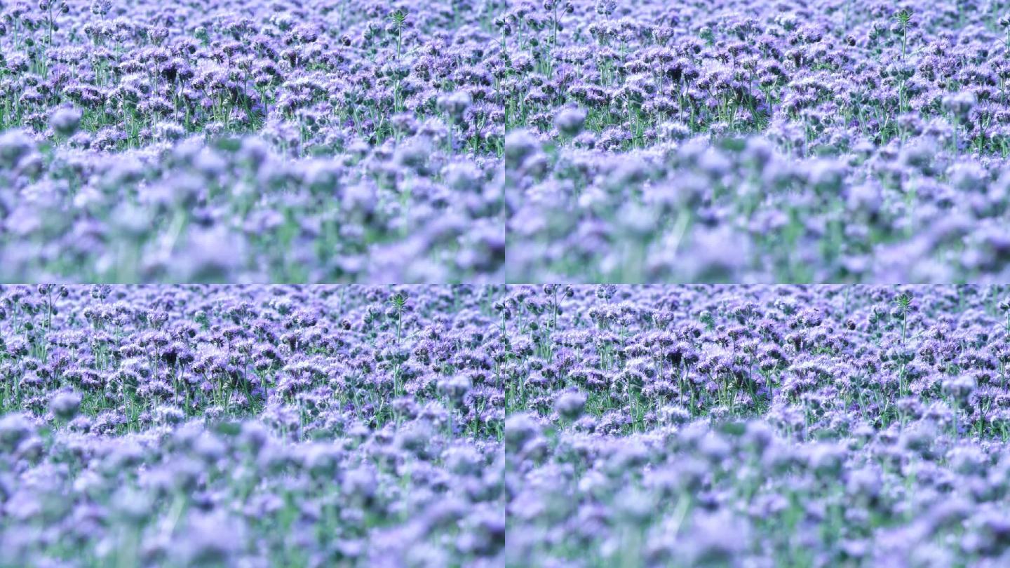 紫色花朵紫色花海花卉种植