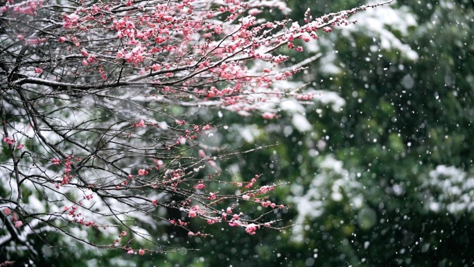 下雪升格慢动作雪花