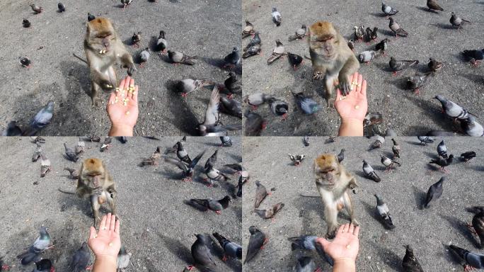男人给猴子玉米粒投喂动物园鸽子鸽群