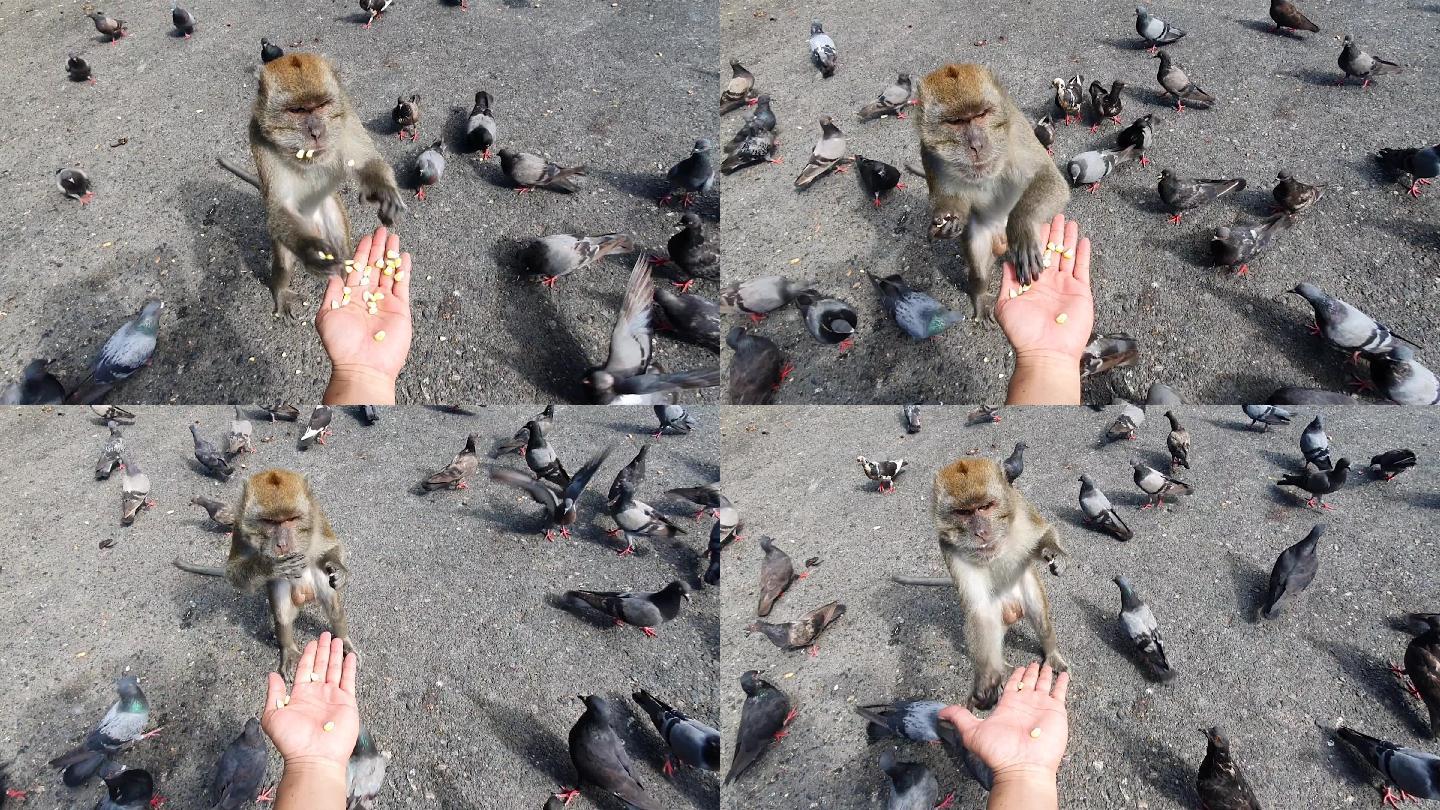 男人给猴子玉米粒投喂动物园鸽子鸽群