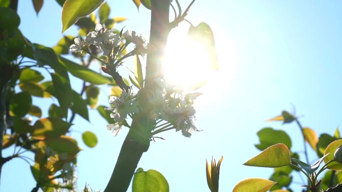阳光透过盛开的苹果花