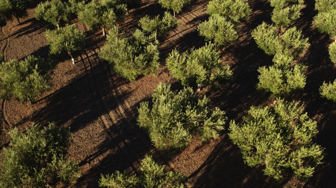 橄榄树视频素材航拍