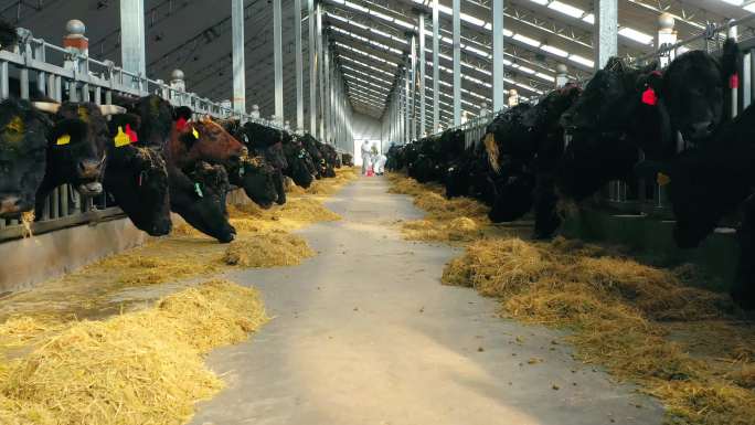 牛养殖4K航拍素材