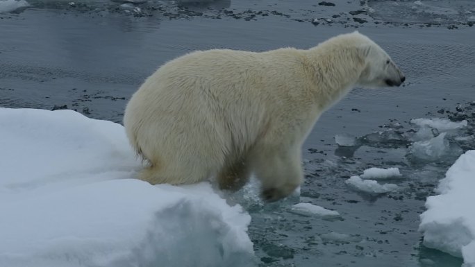 冰上北极熊生态环境全球变暖野生动物