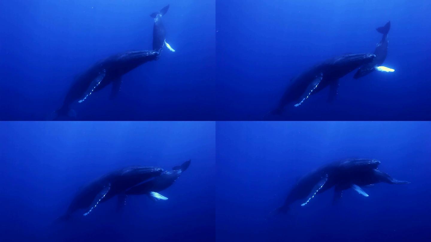 座头鲸环境保护大海深海
