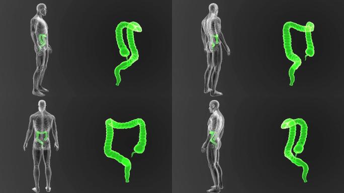 大肠解剖学三维动画3D模型人体线框