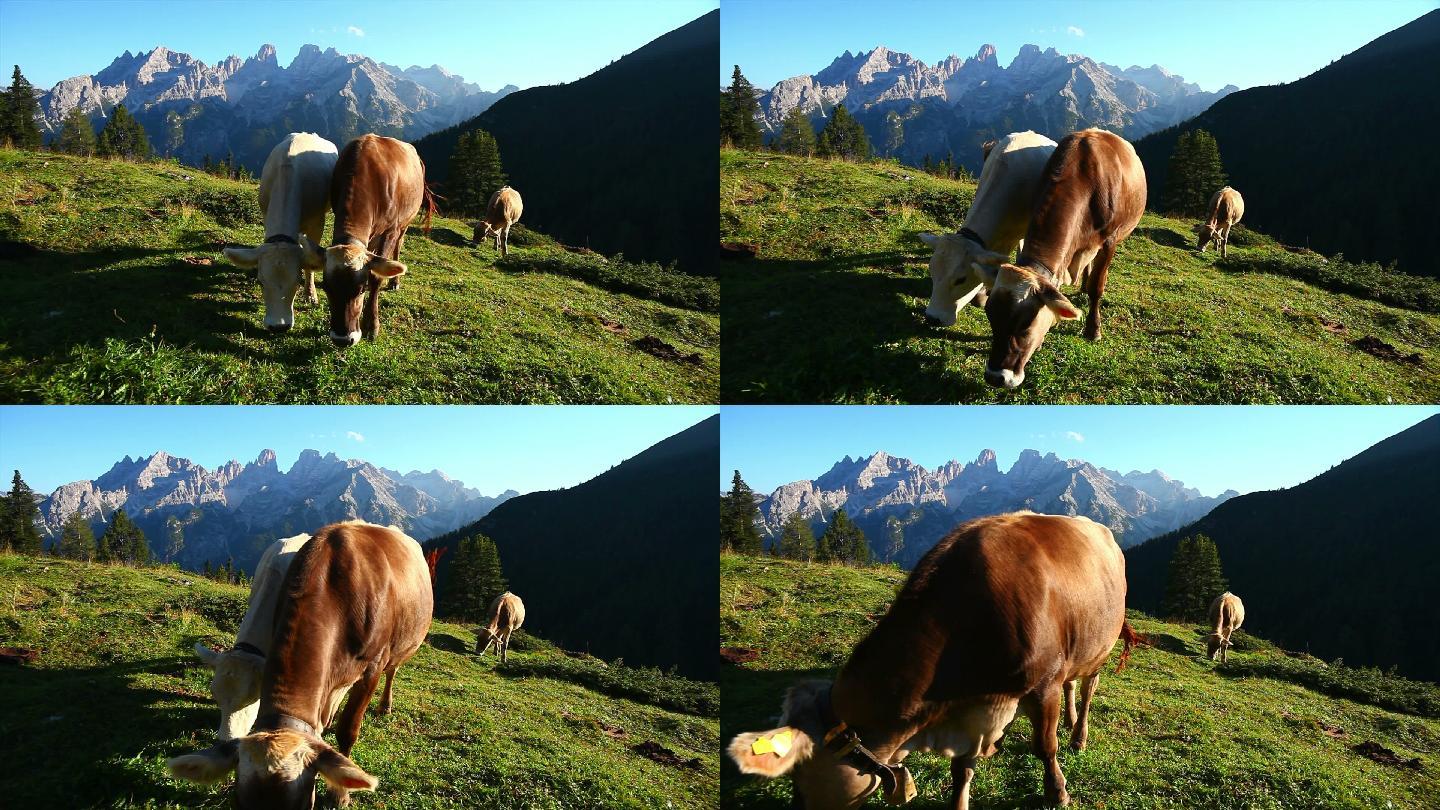 在高山牧场放牧奶牛