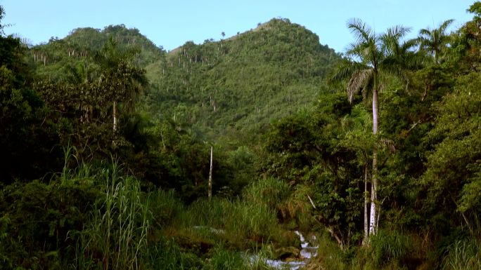 原始的古巴乡村树木山脉森林