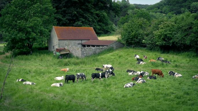 农村旧谷仓附近的牛群