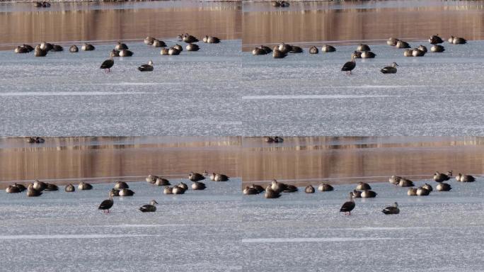 一群斑嘴鸭在浮冰上休息