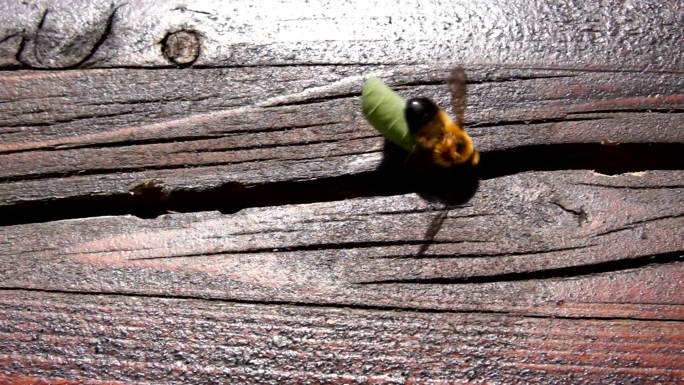 切叶蜂回巢归巢模板缝隙栖息环境
